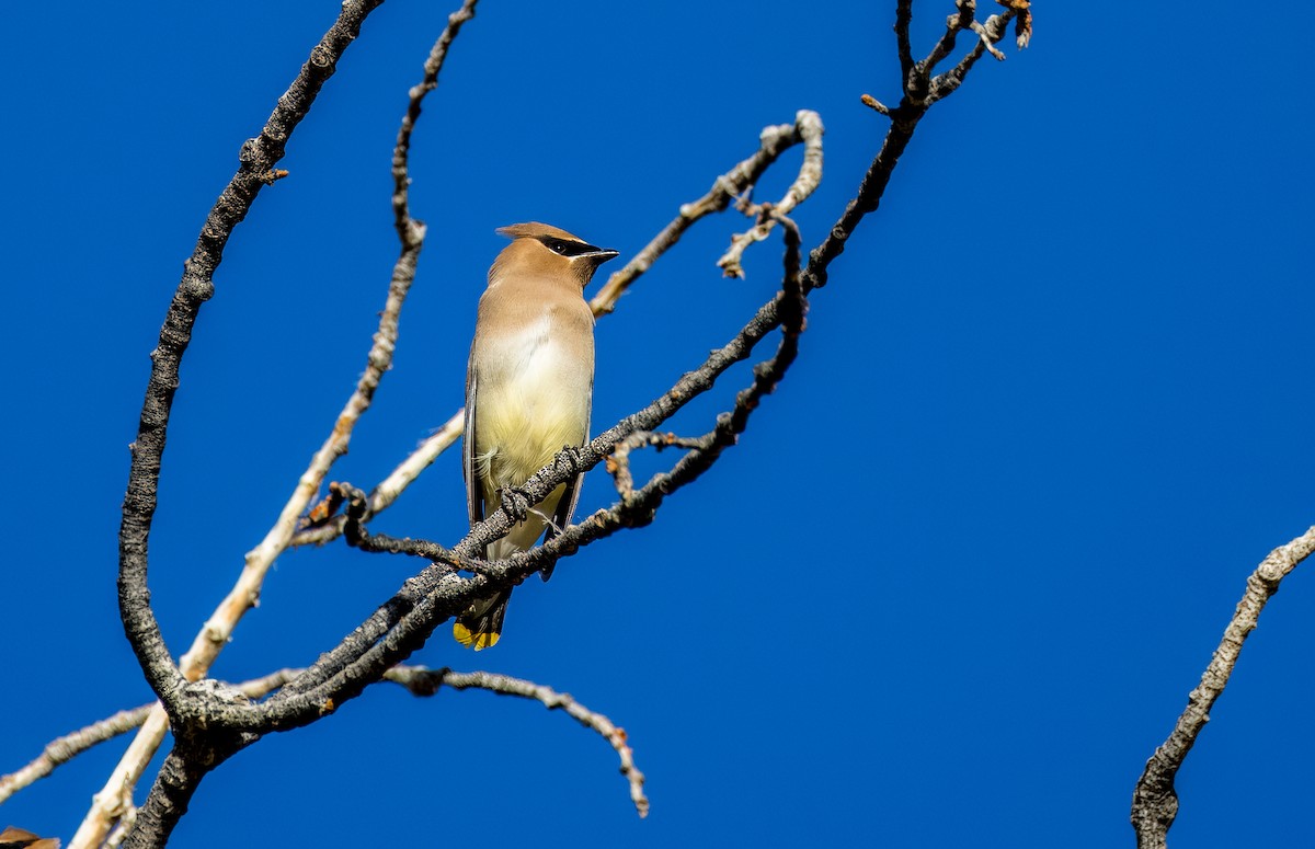 Cedar Waxwing - ML645976175