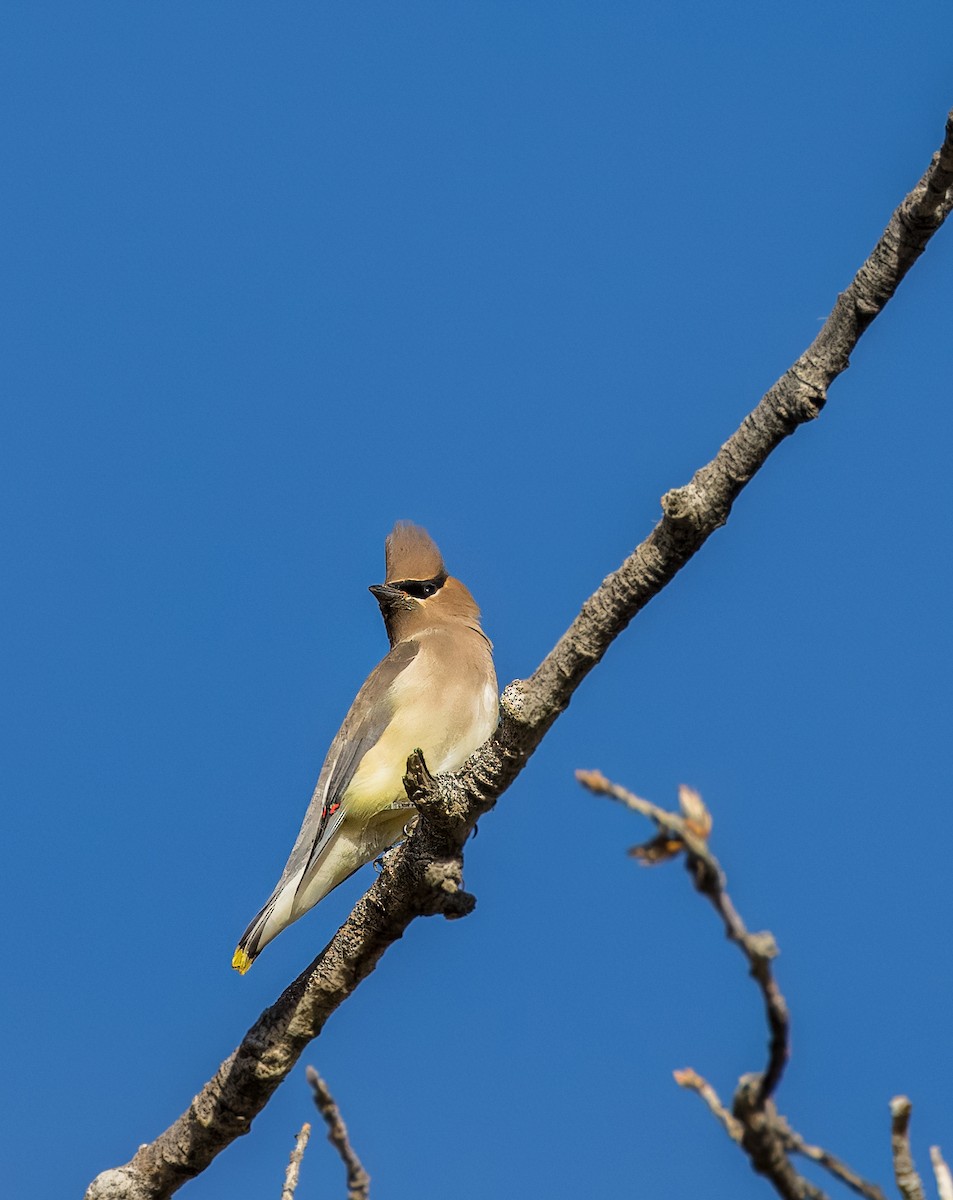 Cedar Waxwing - ML645976176