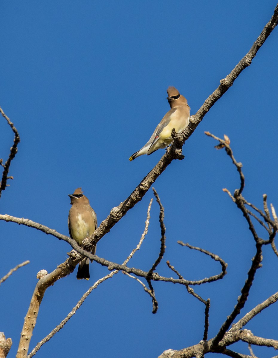Cedar Waxwing - ML645976177