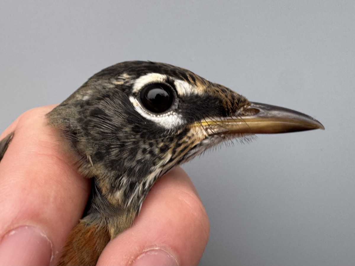 American Robin (migratorius Group) - ML645976178