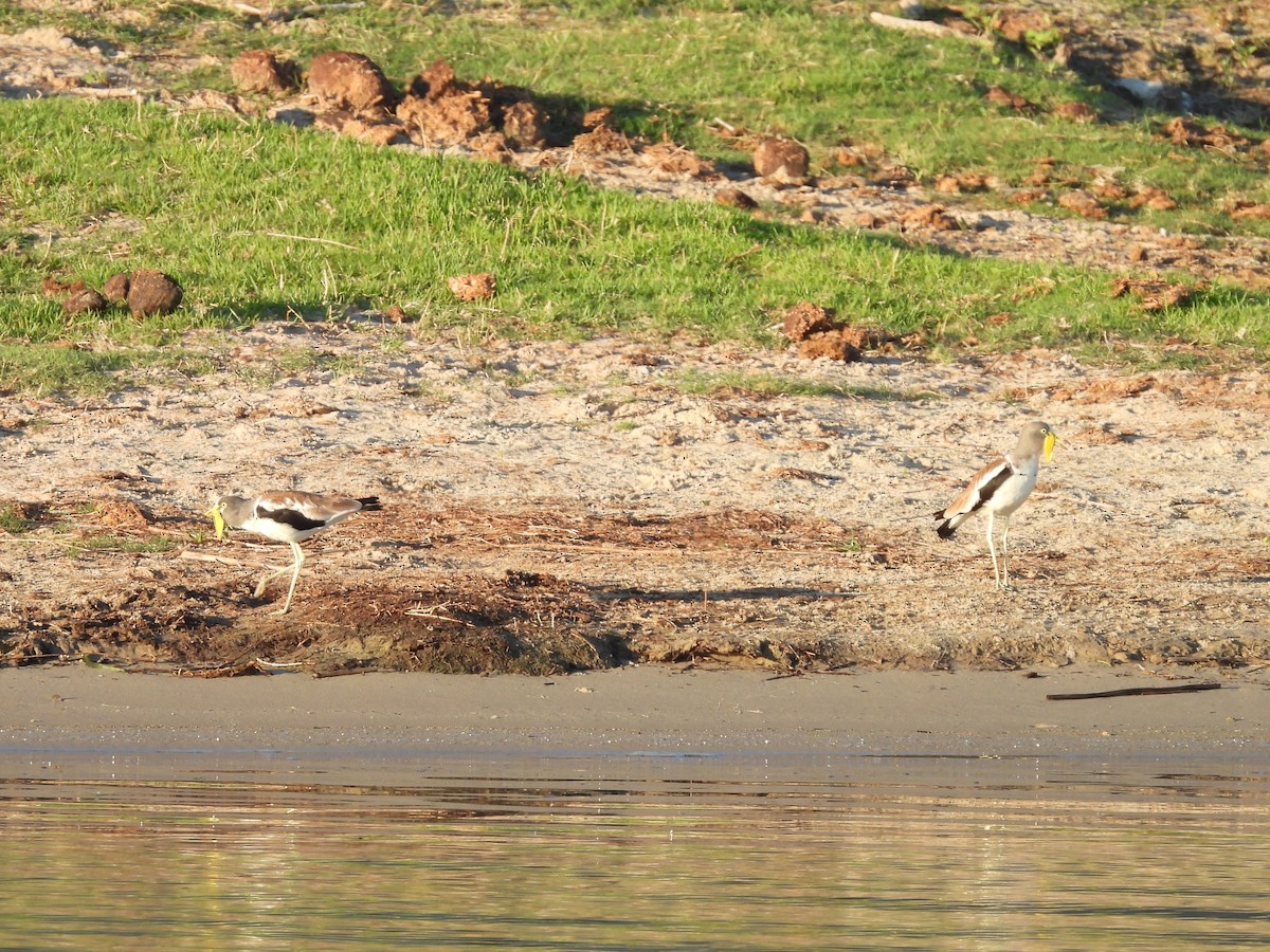 White-crowned Lapwing - ML645976179