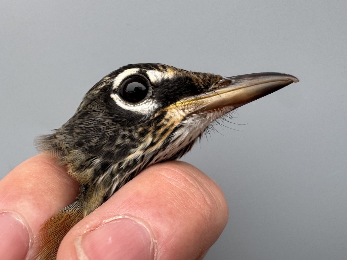 American Robin (migratorius Group) - ML645976180