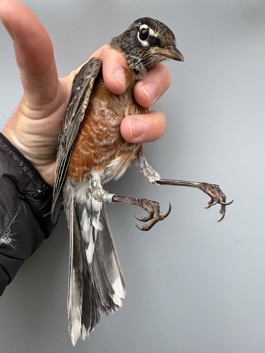 American Robin (migratorius Group) - ML645976181