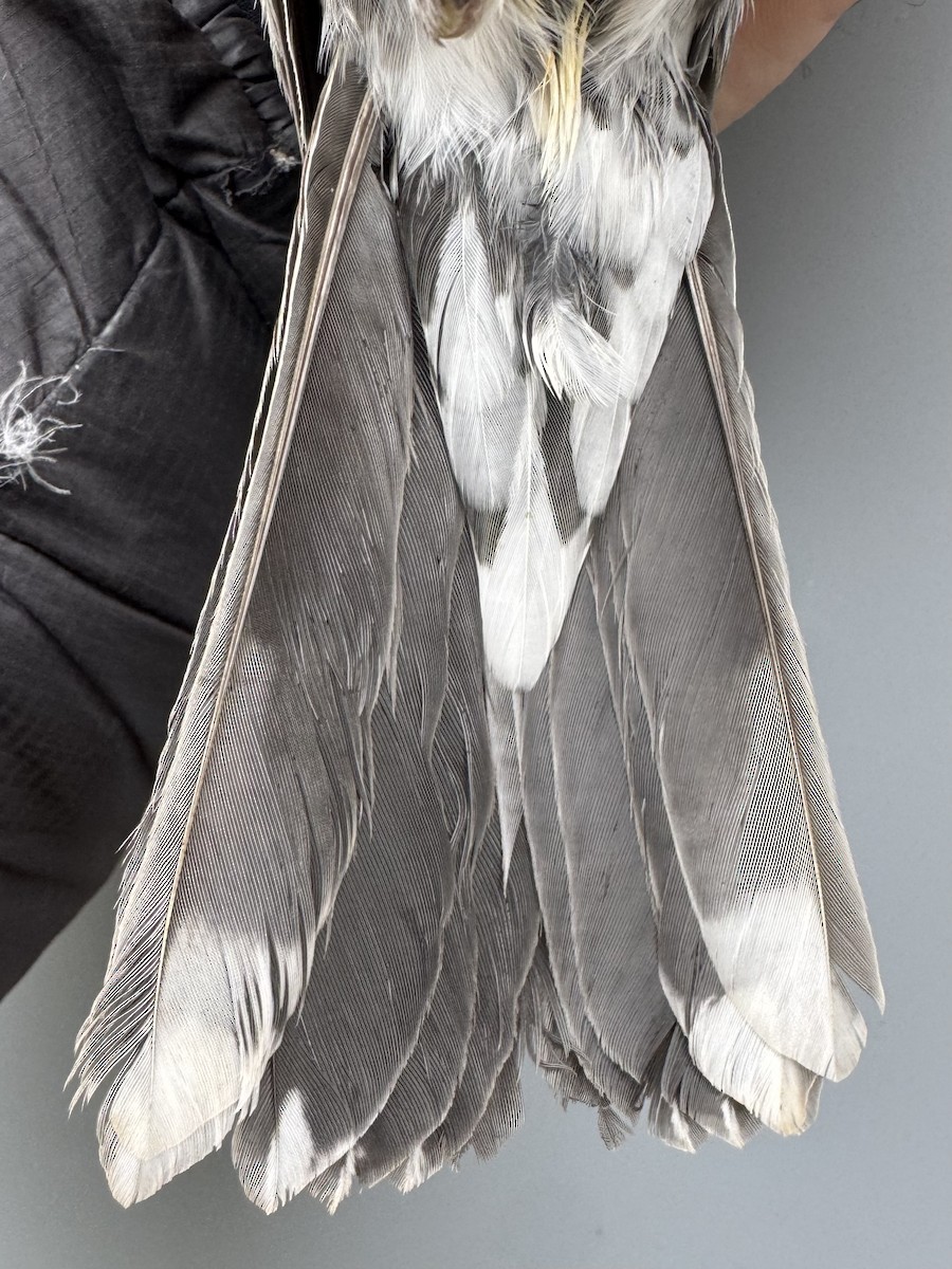 American Robin (migratorius Group) - ML645976182