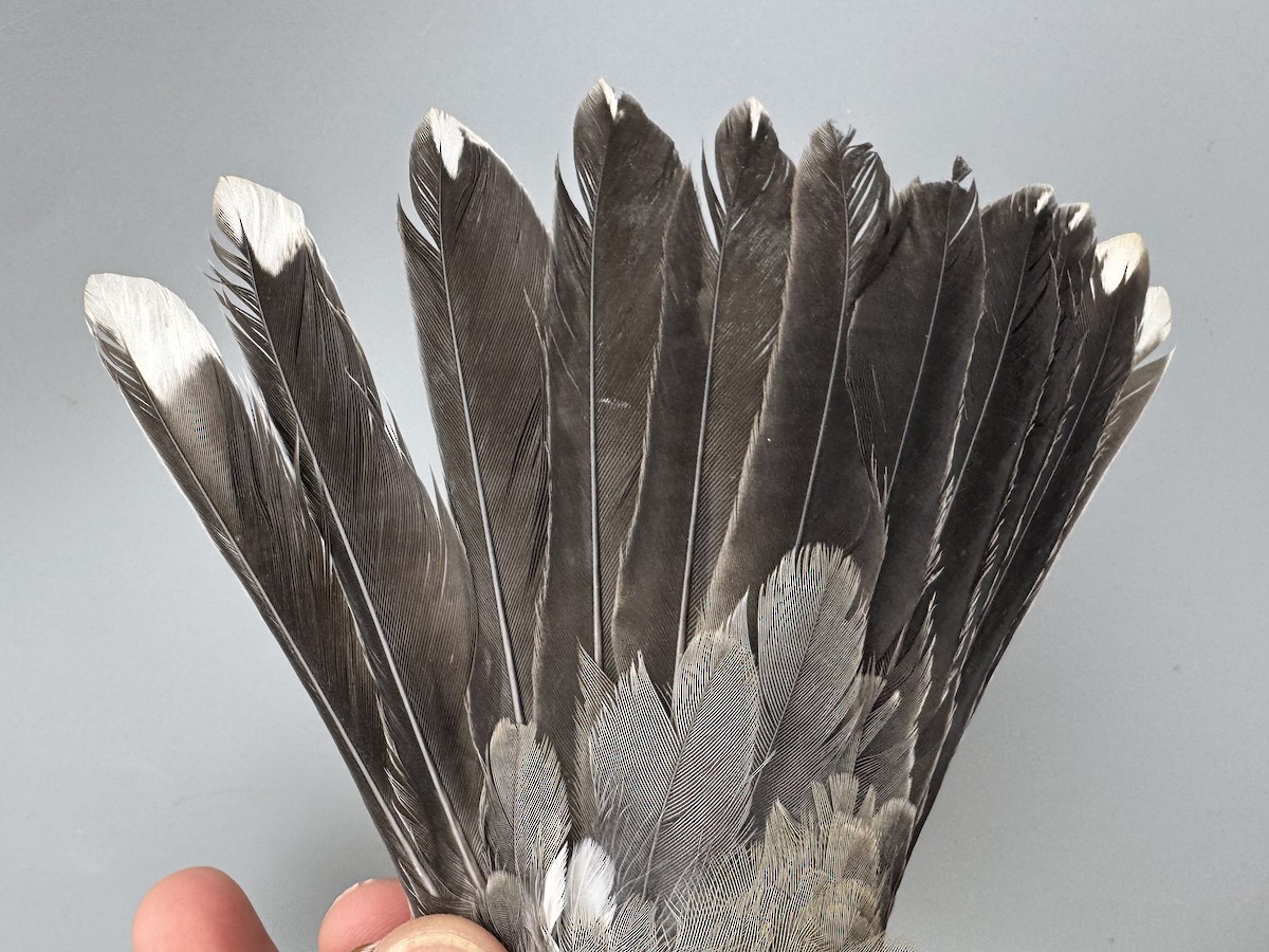 American Robin (migratorius Group) - ML645976183