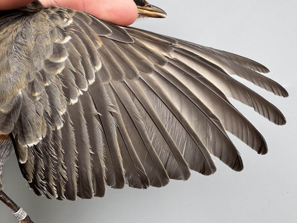 American Robin (migratorius Group) - ML645976184