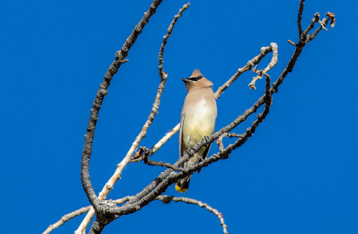Cedar Waxwing - ML645976185