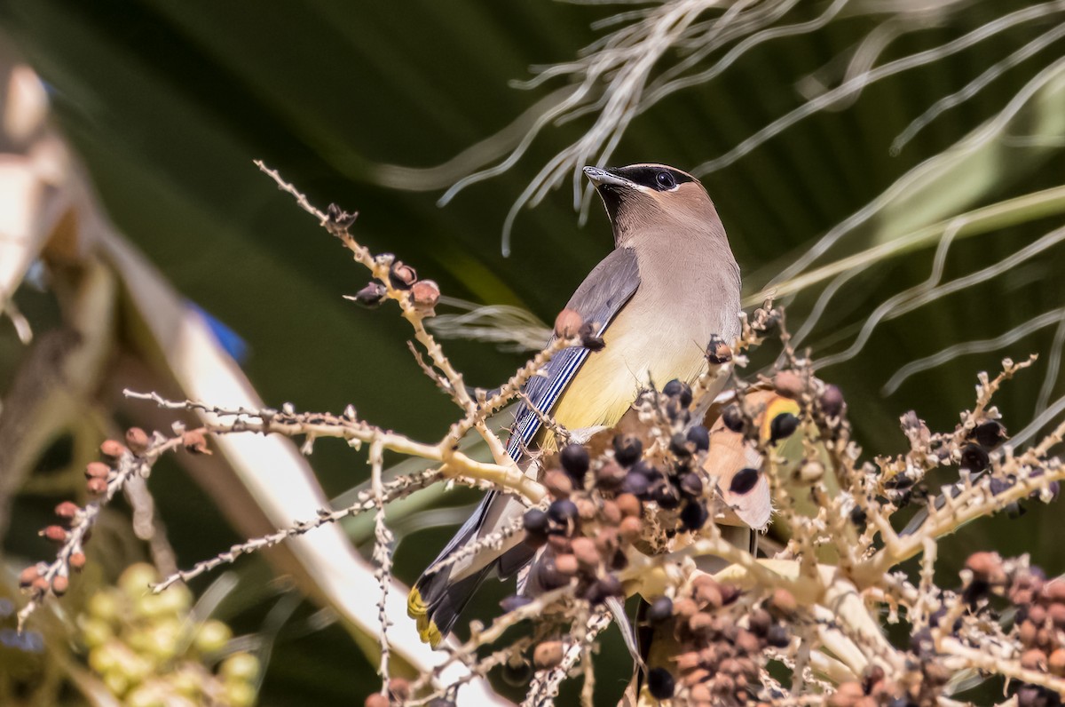 Cedar Waxwing - ML645976186