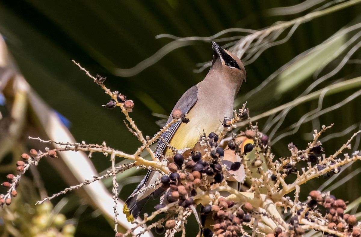 Cedar Waxwing - ML645976188