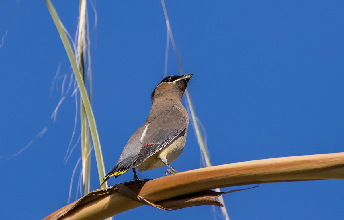 Cedar Waxwing - ML645976189