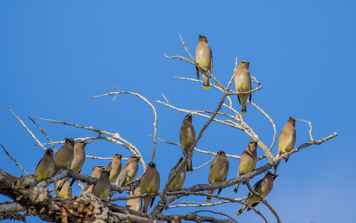 ציצנית אמריקנית - ML645976190