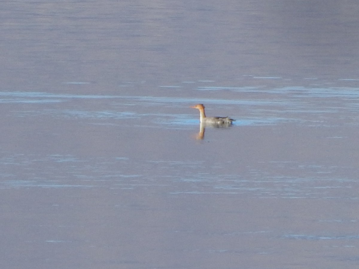 Red-breasted Merganser - ML645976198