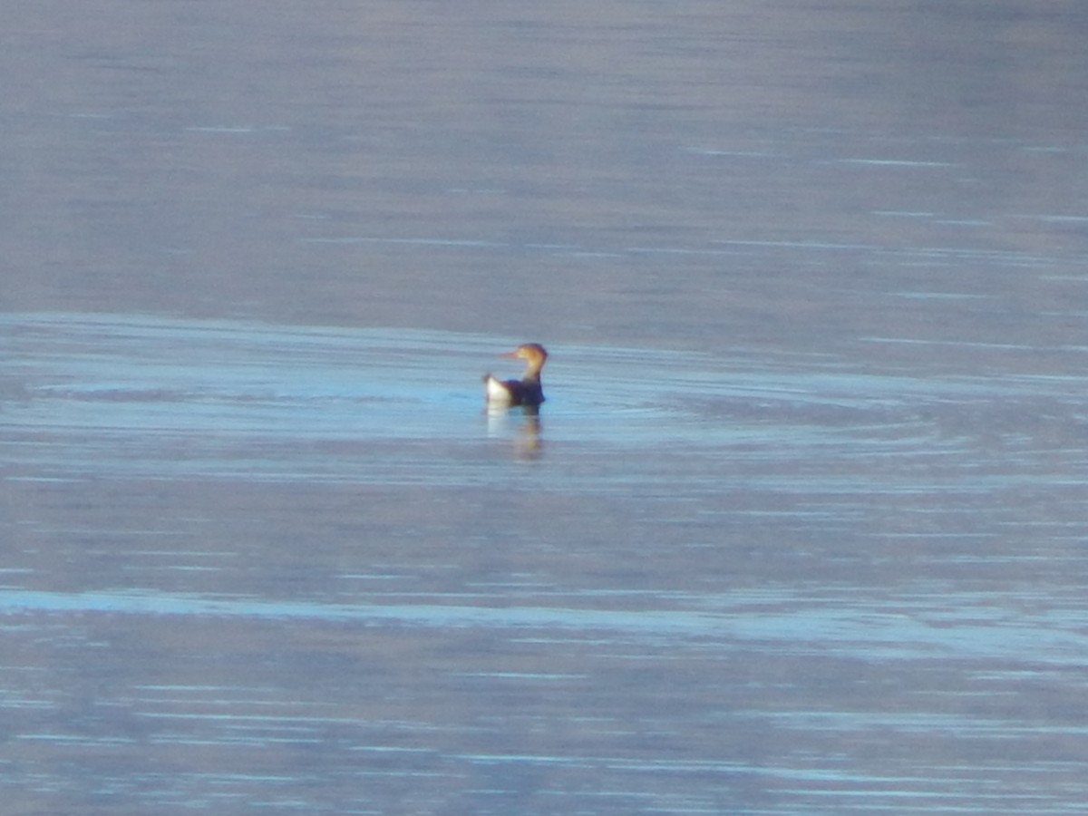 Red-breasted Merganser - ML645976199