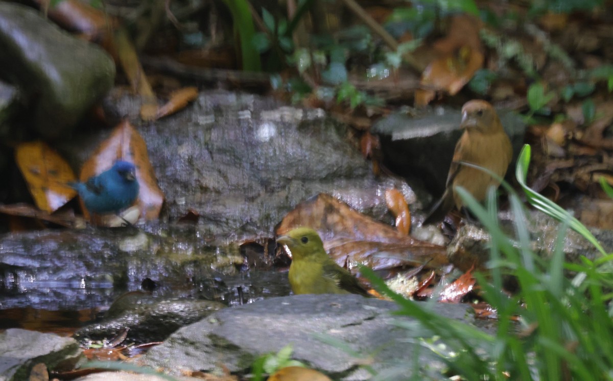 Scarlet Tanager - ML645976202