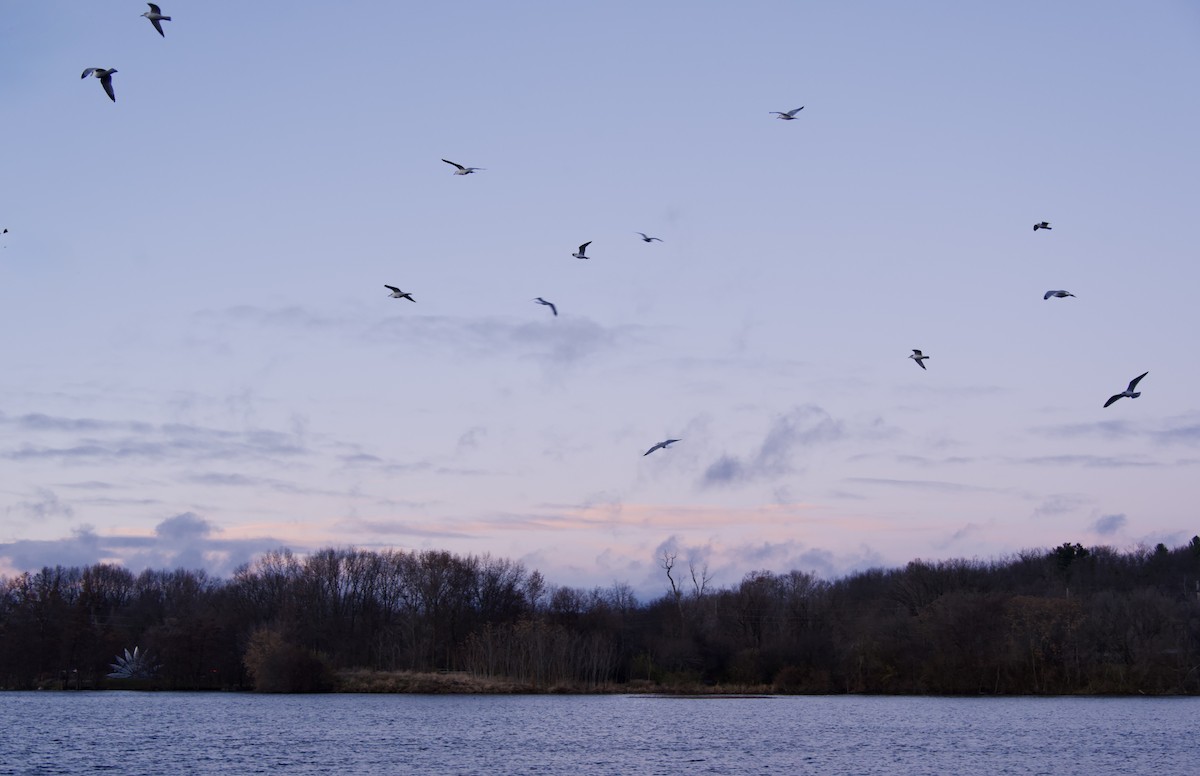Ring-billed Gull - ML645976207