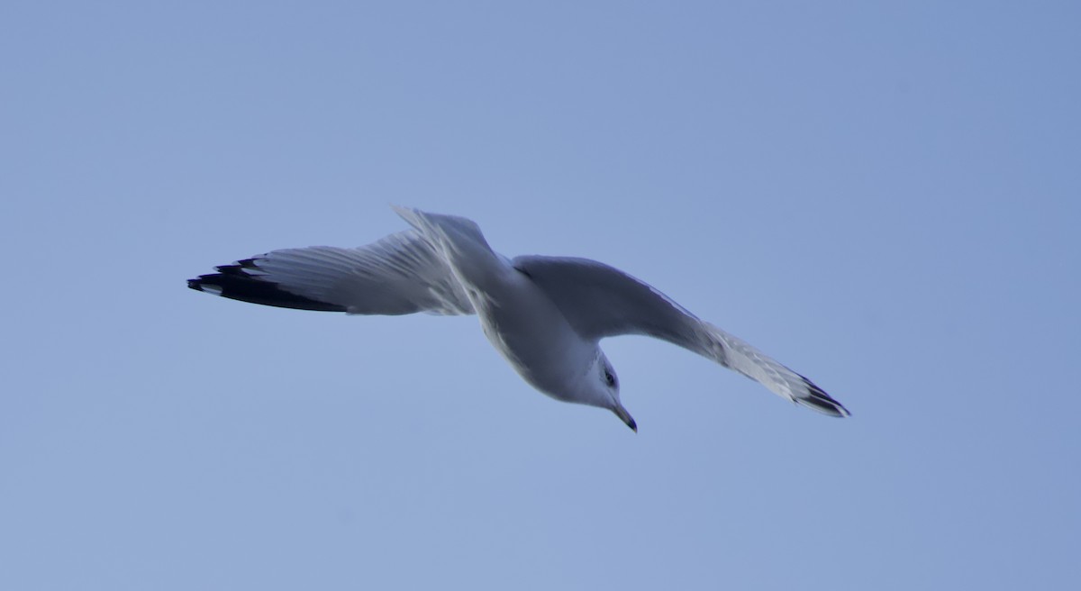 Ring-billed Gull - ML645976215