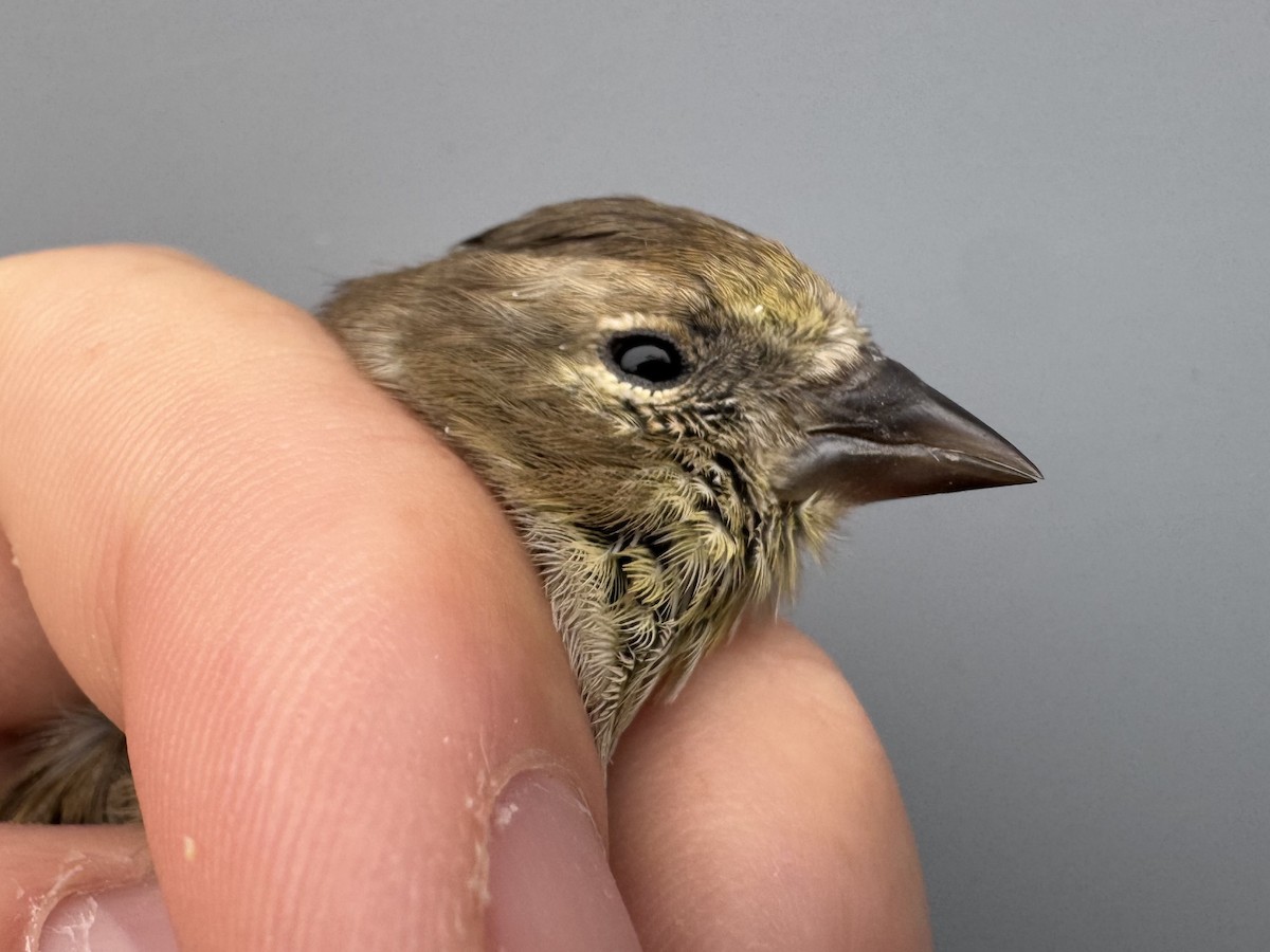 čížek žlutý - ML645976216