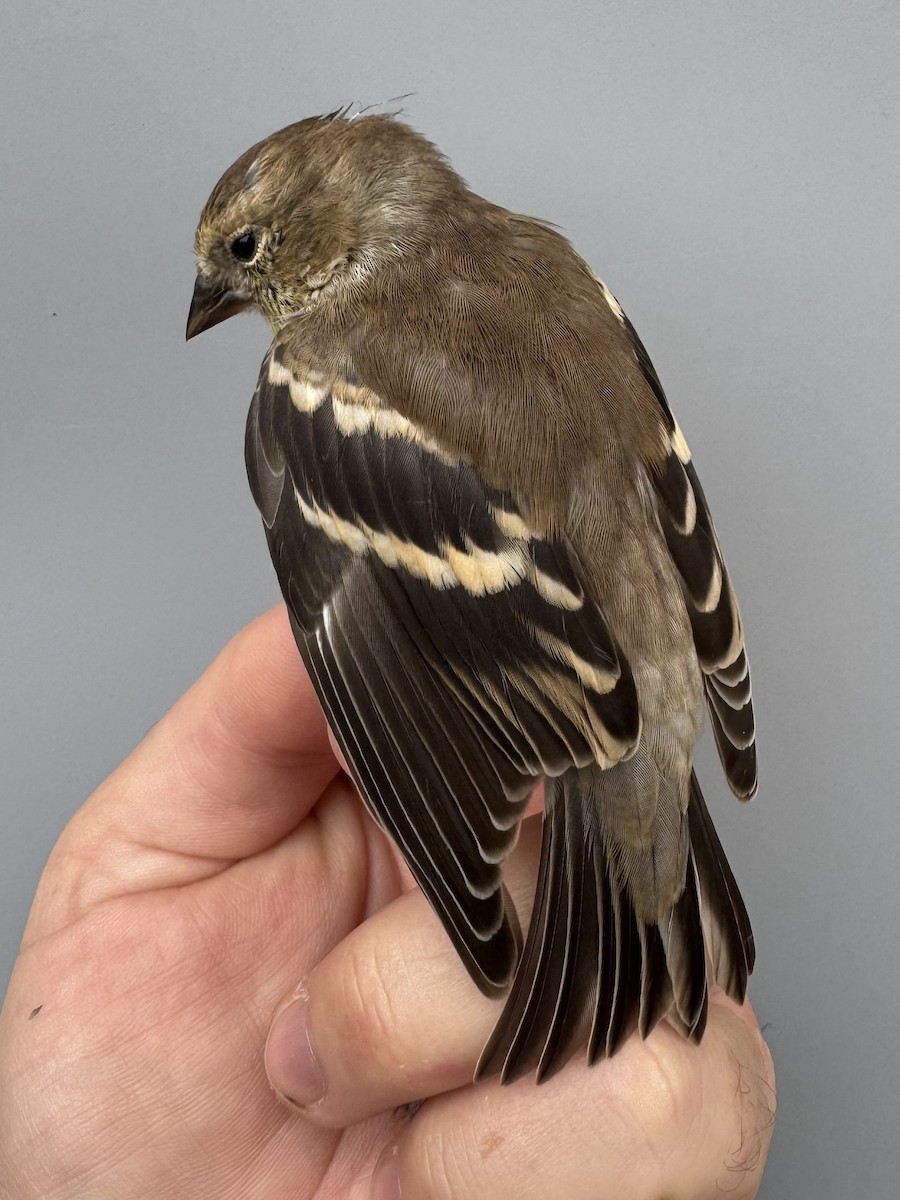 čížek žlutý - ML645976217