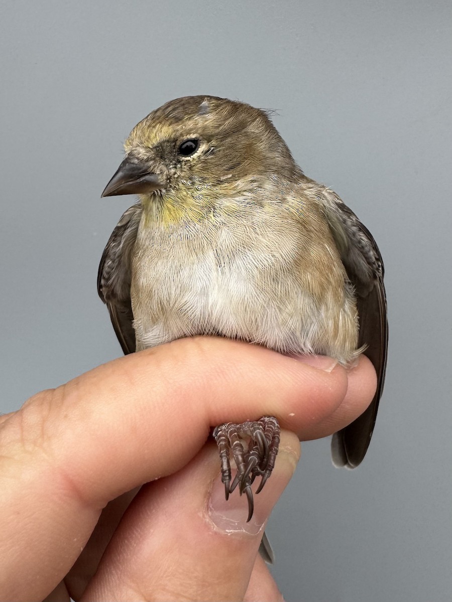 čížek žlutý - ML645976218