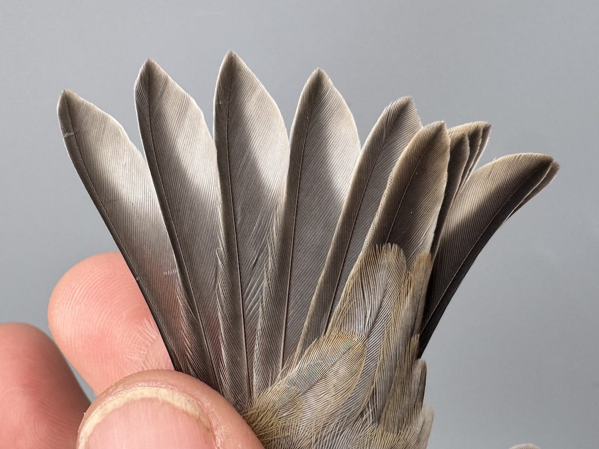 čížek žlutý - ML645976219