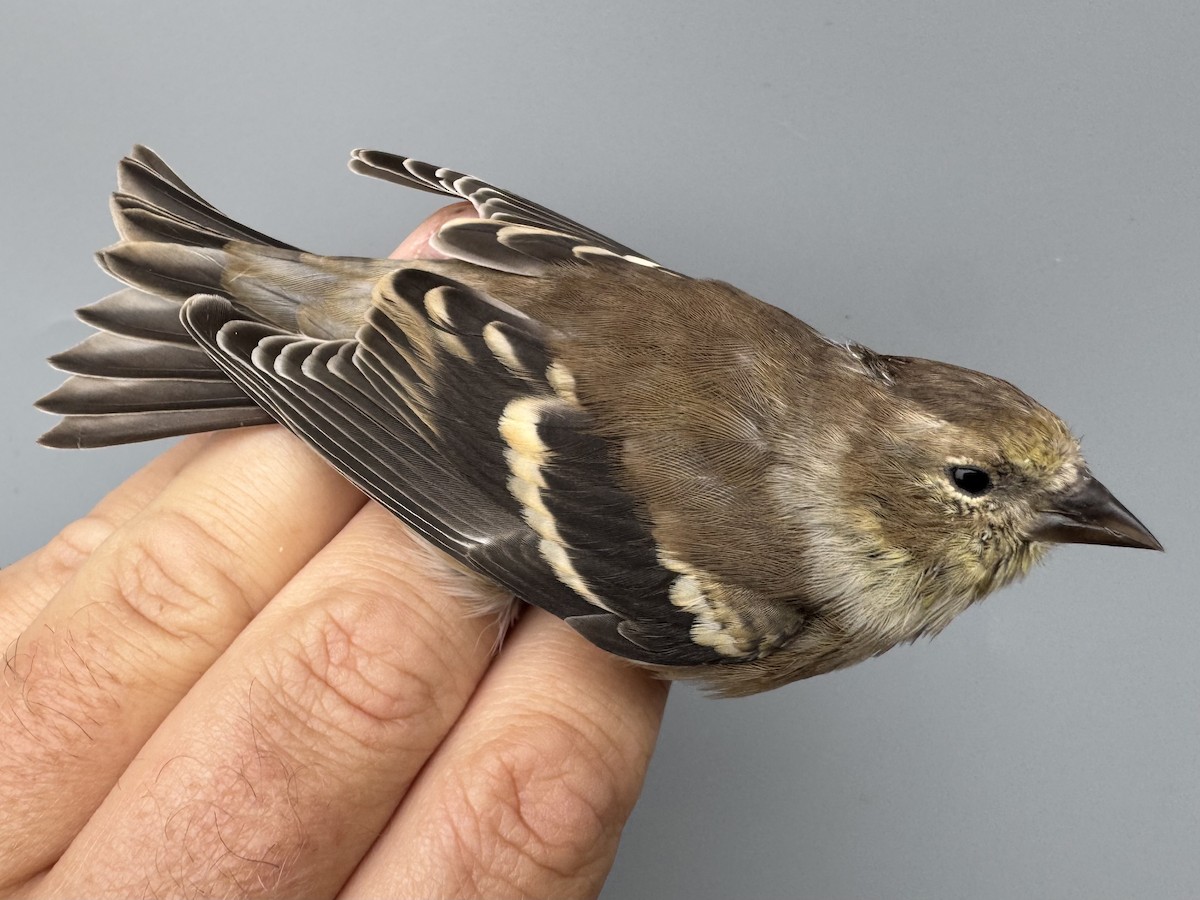 čížek žlutý - ML645976220