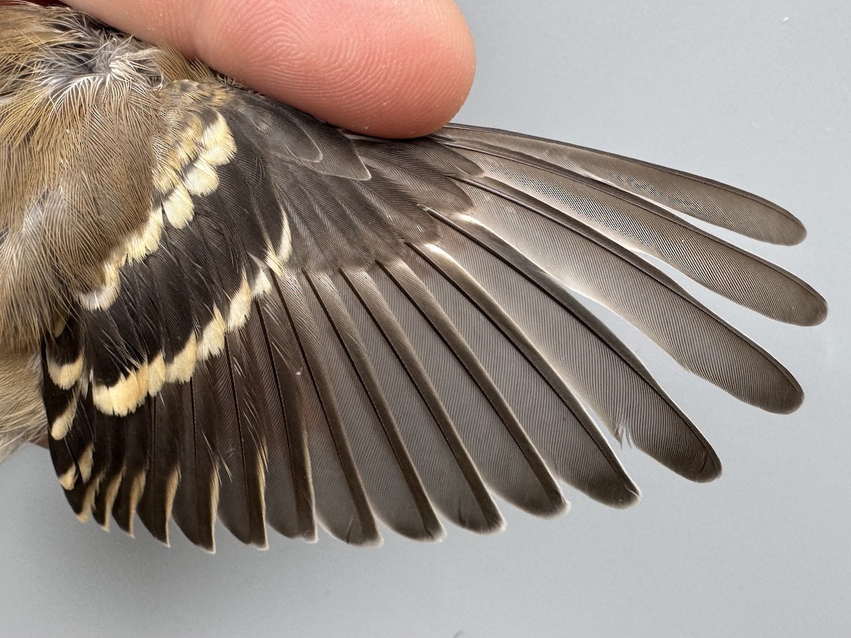 čížek žlutý - ML645976221