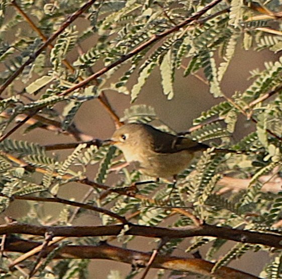 Ruby-crowned Kinglet - ML645976226