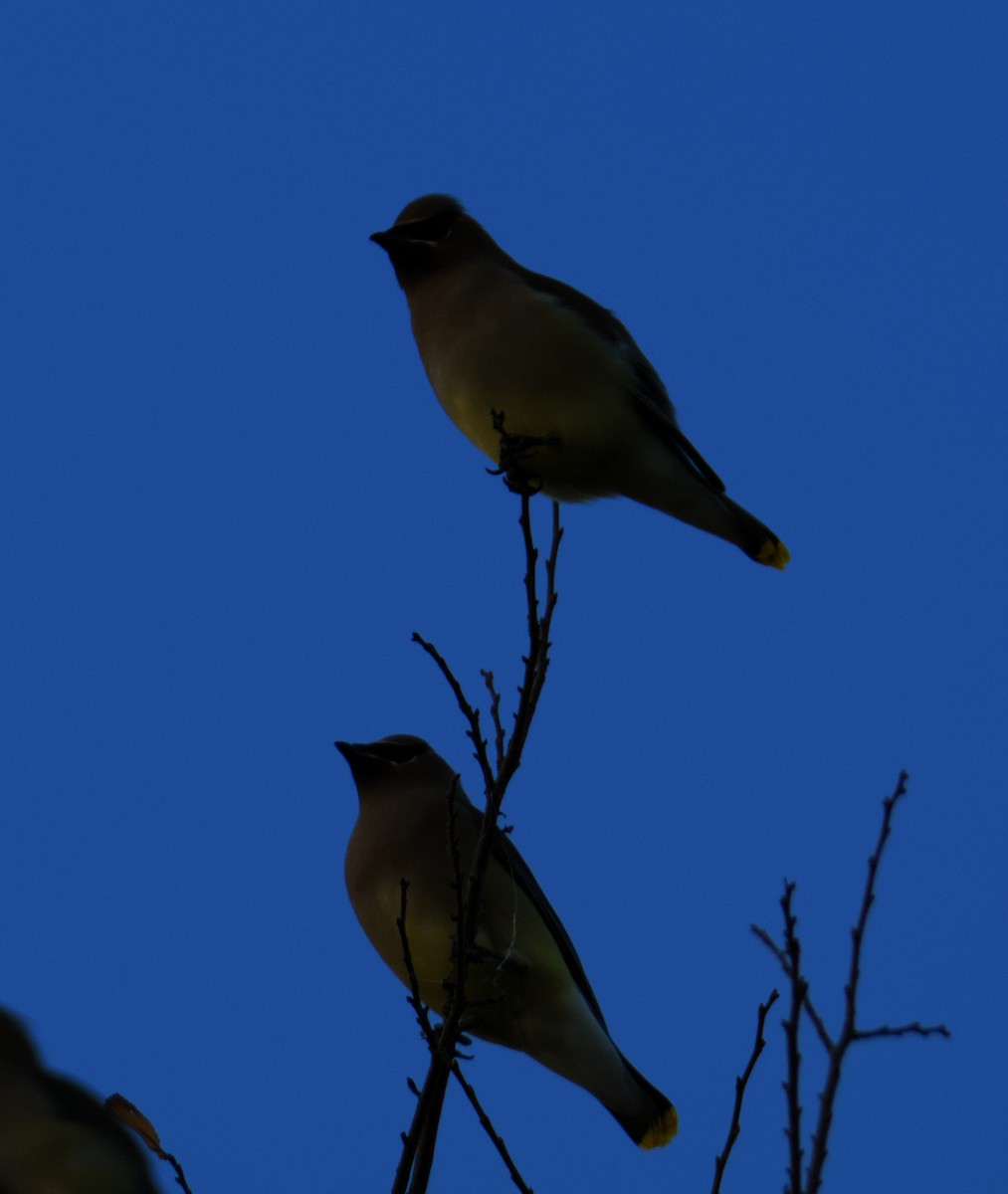 ציצנית אמריקנית - ML645976228
