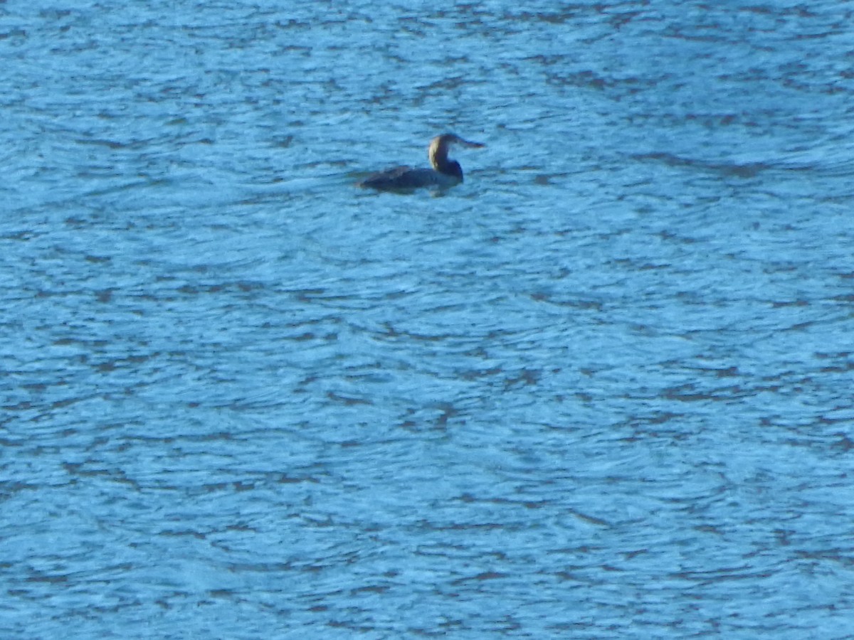 Common Loon - ML645976229