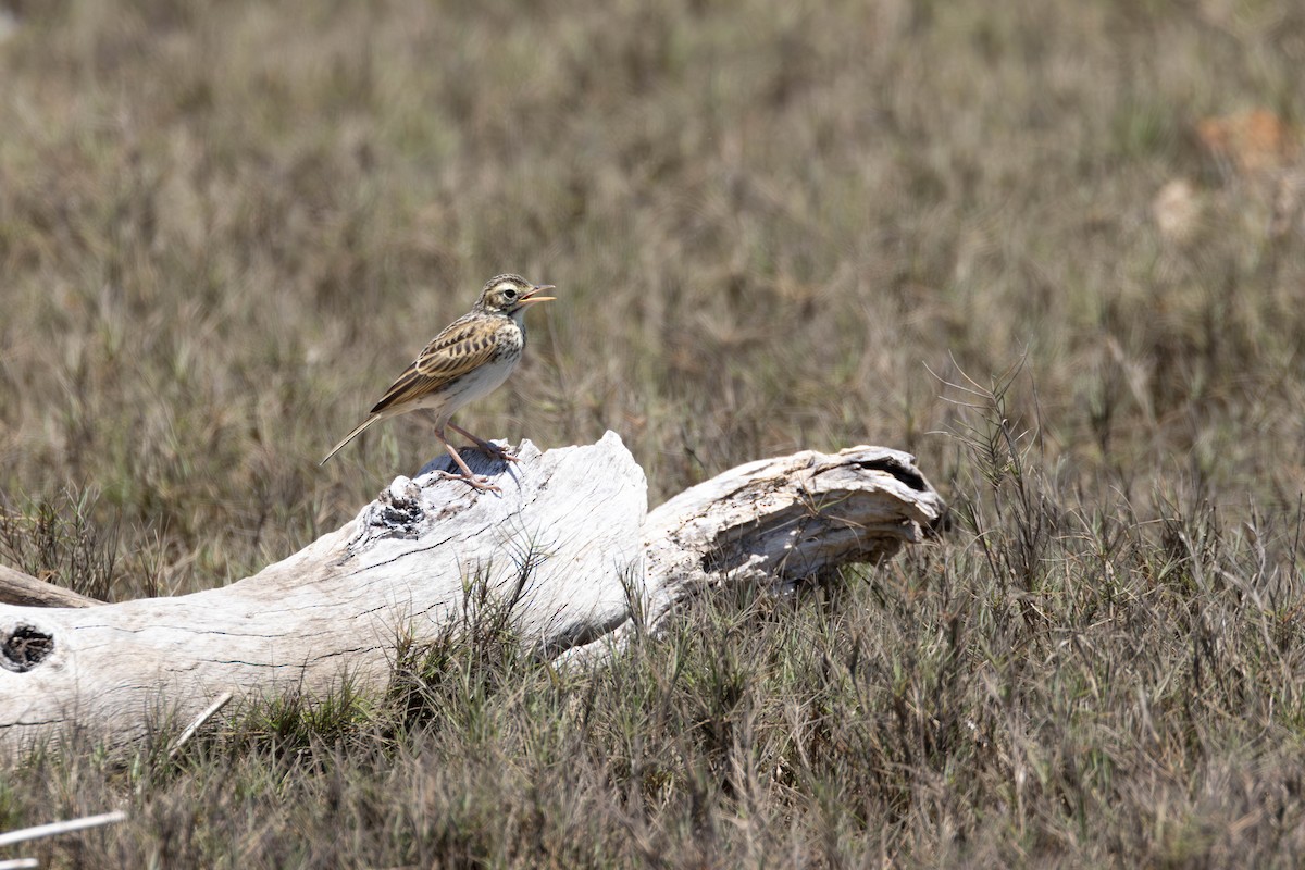 Australian Pipit - ML645976230