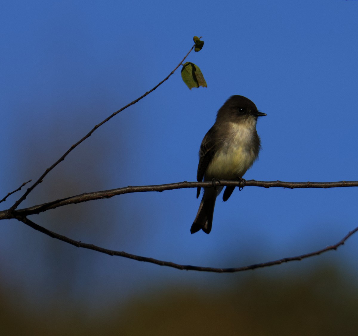 Eastern Phoebe - ML645976239