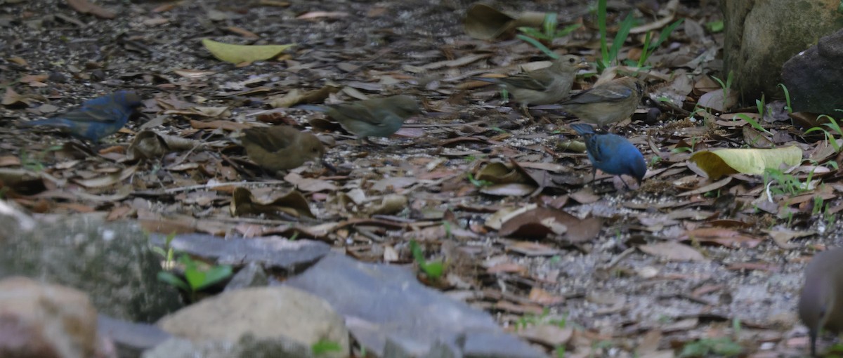 Индиговый колорин - ML645976240