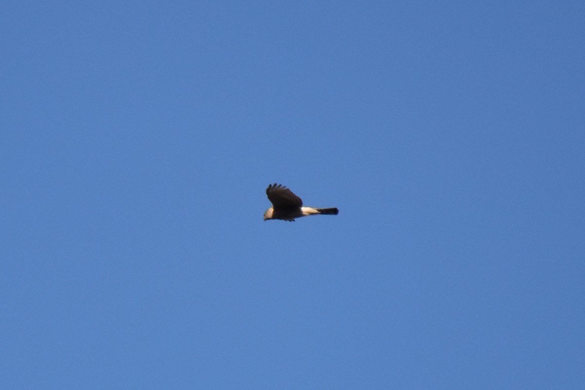 נץ בלתי-מזוהה - ML645976253