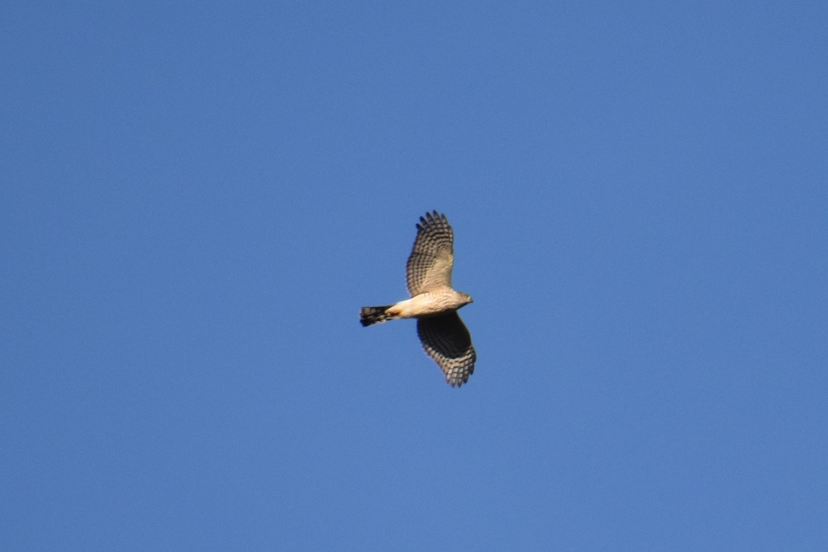 נץ בלתי-מזוהה - ML645976254