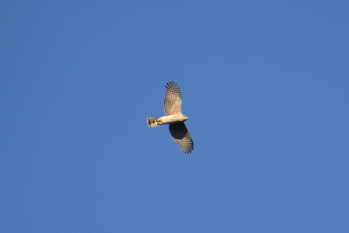 נץ בלתי-מזוהה - ML645976255