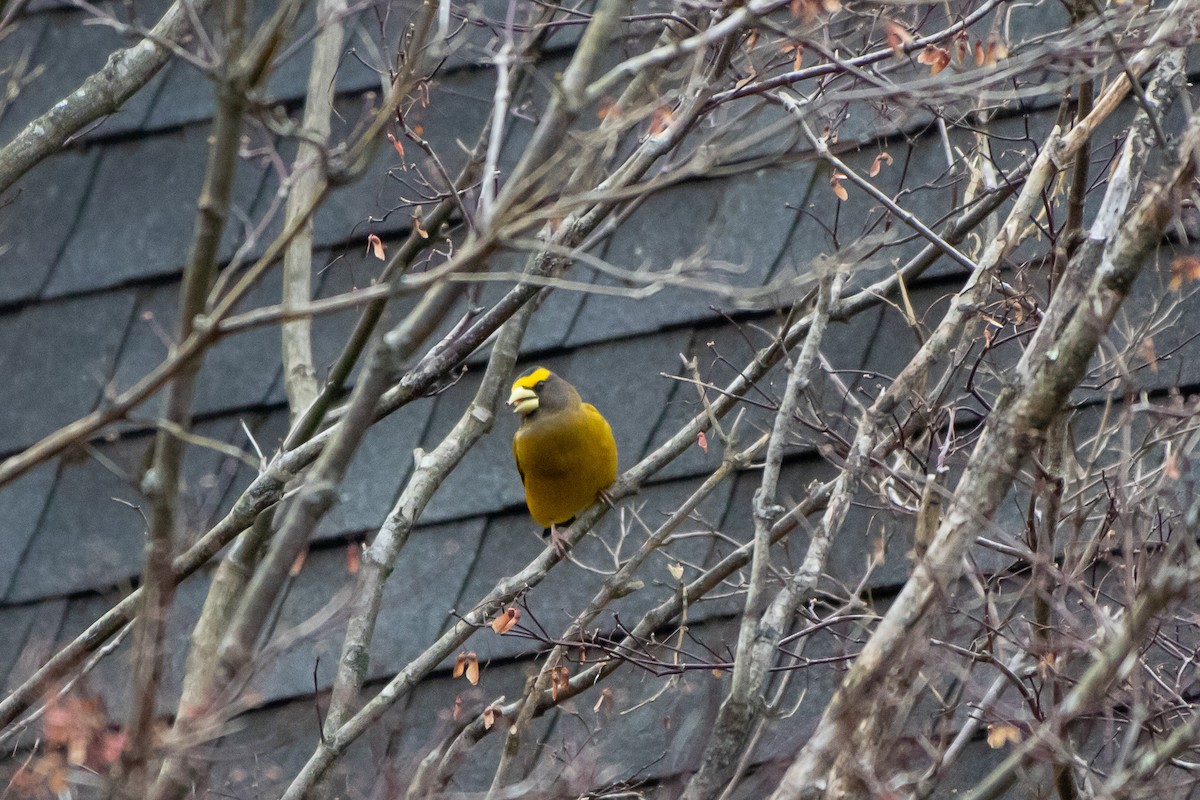 עב-מקור ערב - ML645976257