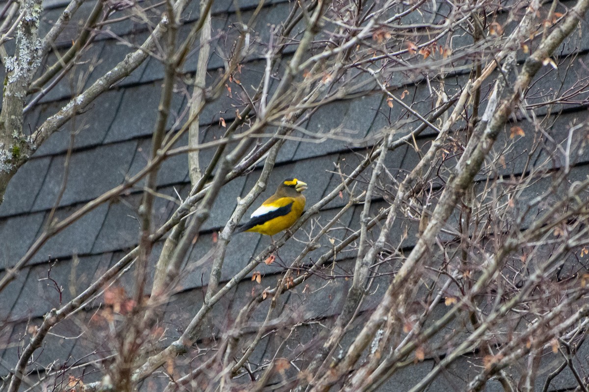 עב-מקור ערב - ML645976258