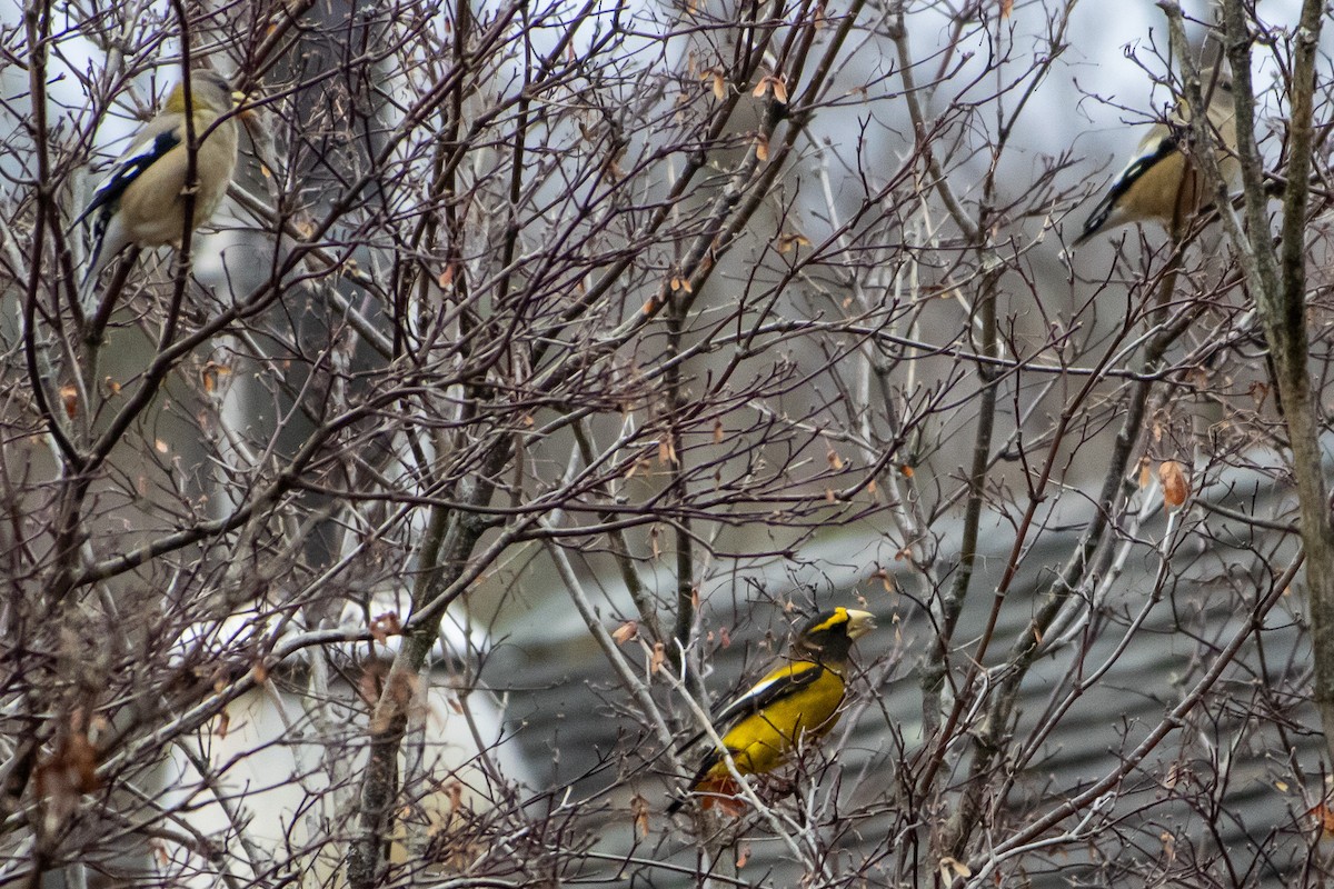 עב-מקור ערב - ML645976259