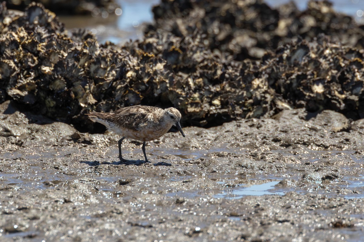 jespák rezavý - ML645976261