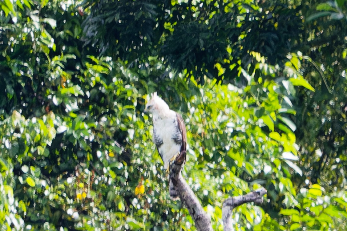 orel zdobený - ML645976263