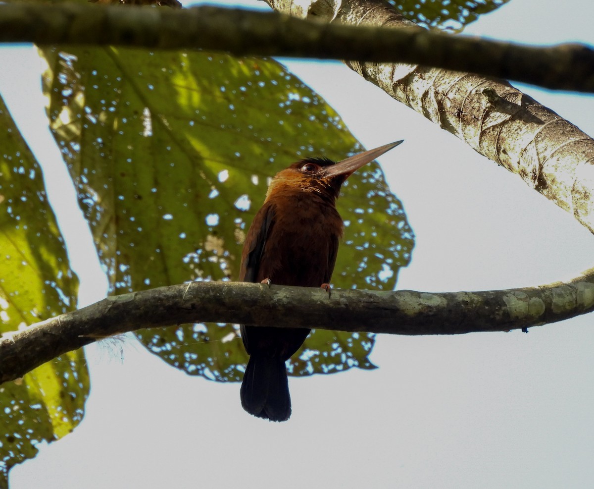 Purus Jacamar - ML645976264