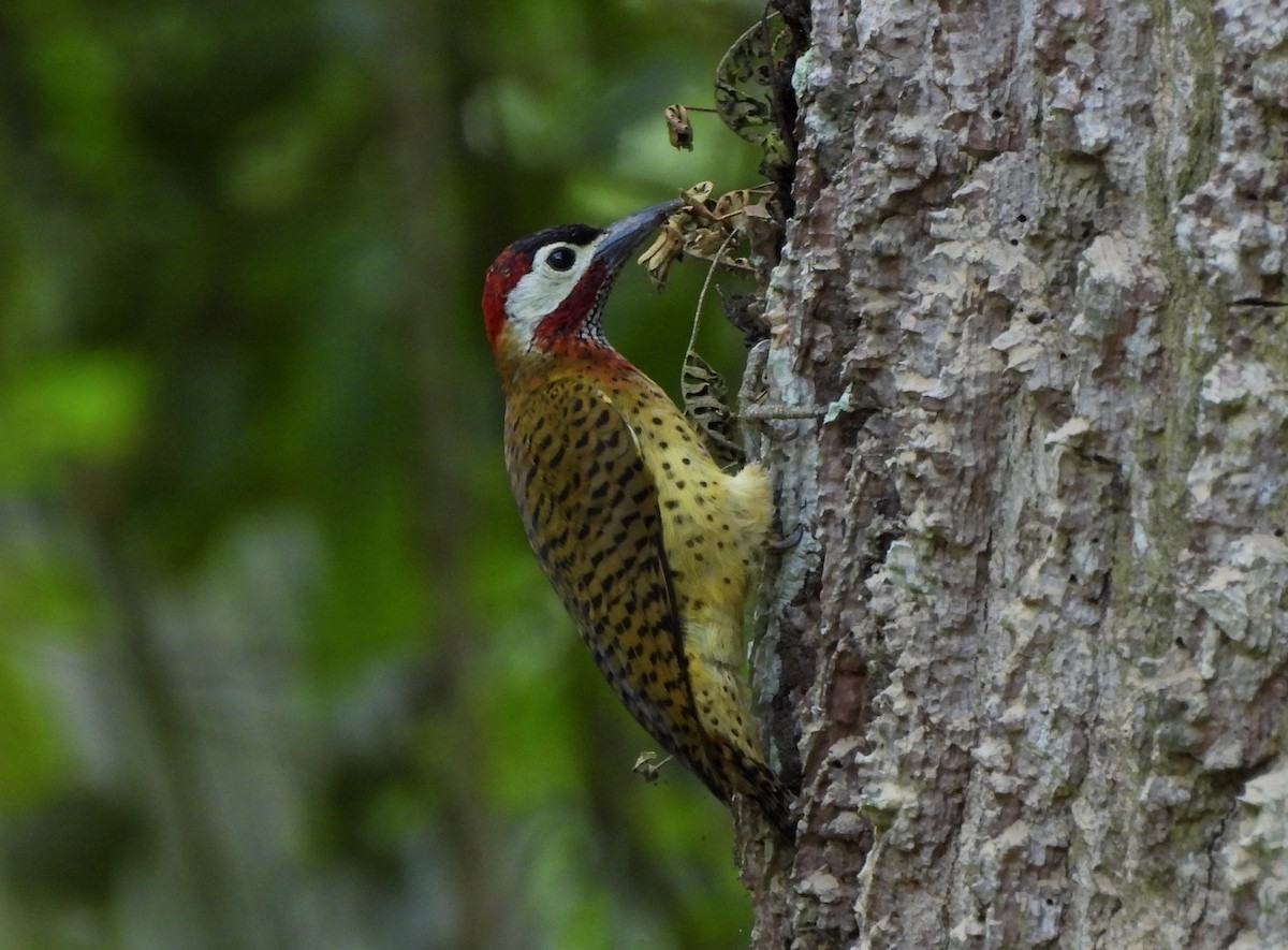 Spot-breasted Woodpecker - ML645976271