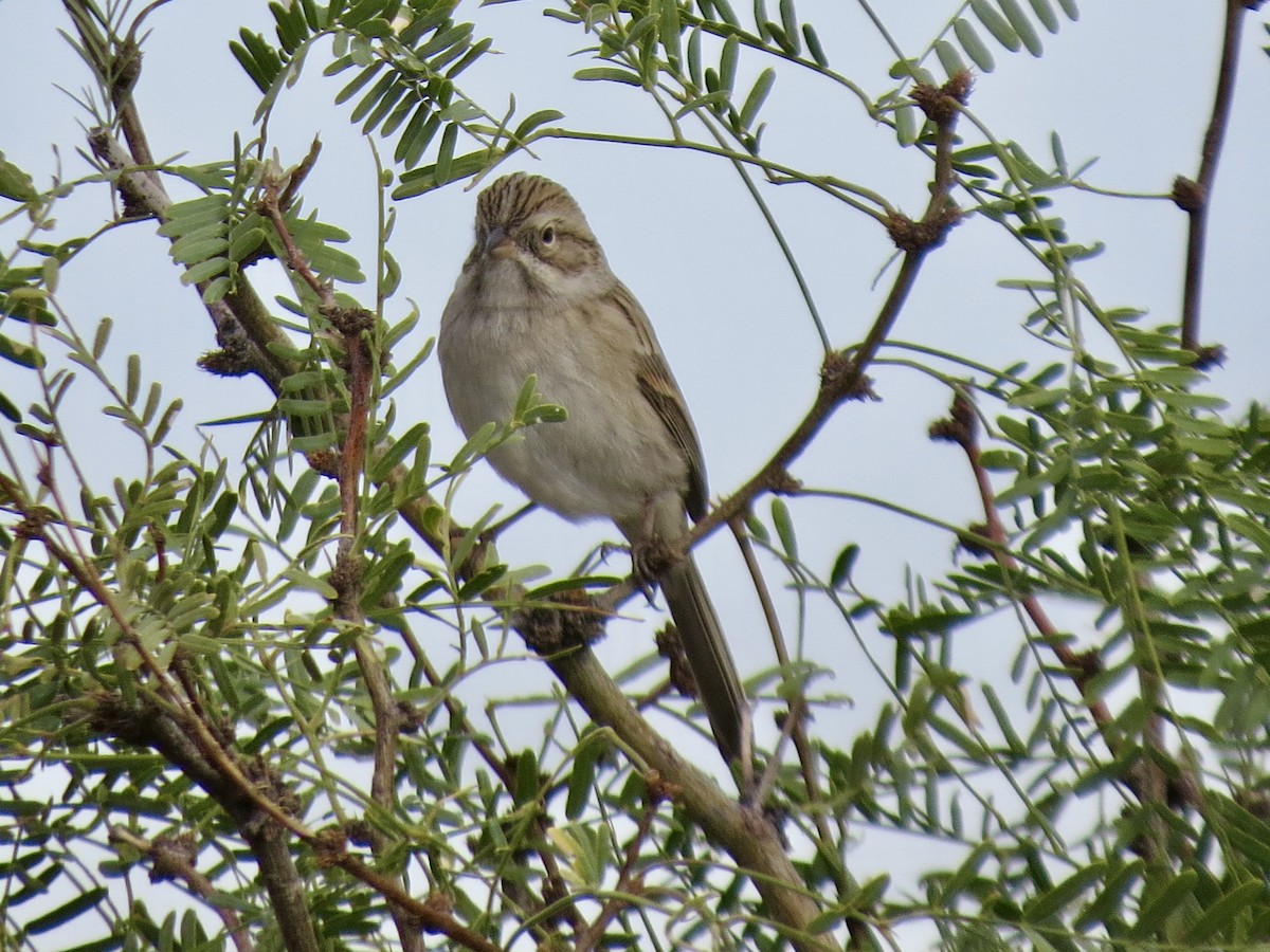 Brewer's Sparrow - ML645976272