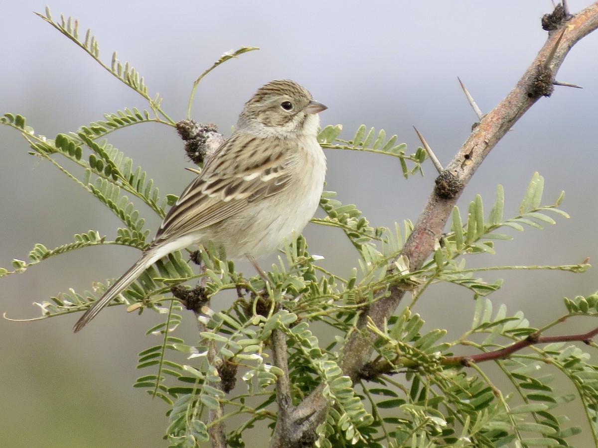 Brewer's Sparrow - ML645976273