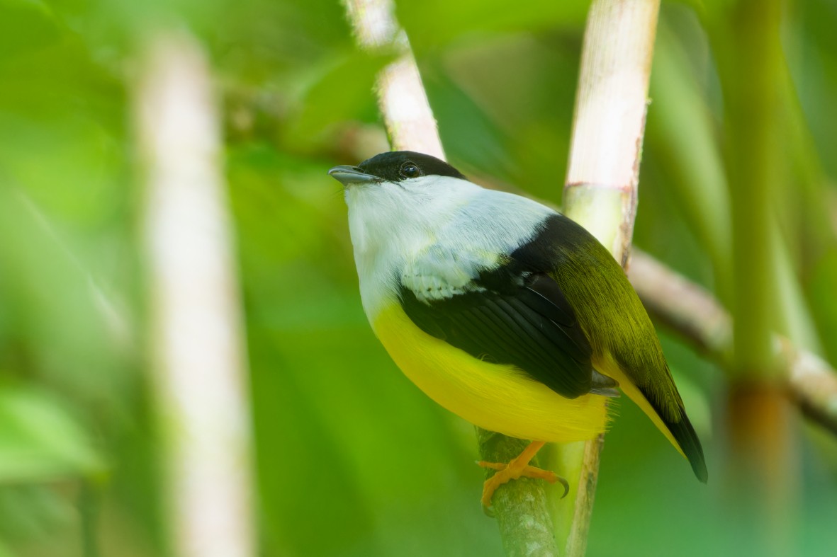 White-collared Manakin - ML645976275