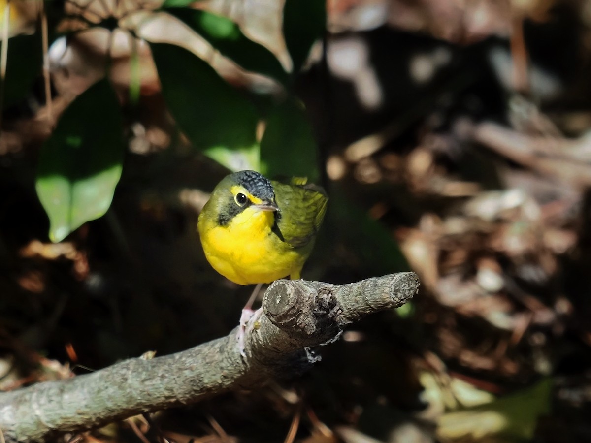 Kentucky Warbler - ML645976277