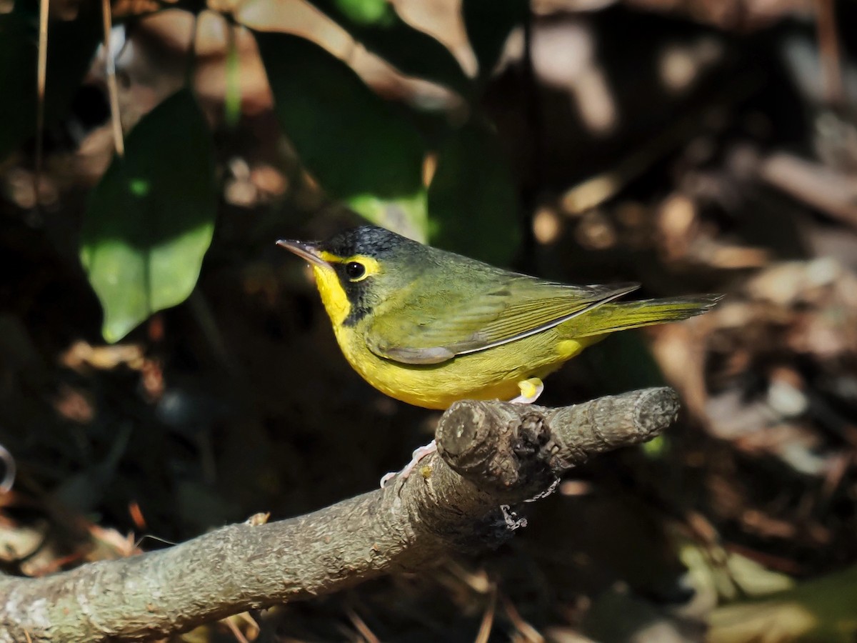 Kentucky Warbler - ML645976278