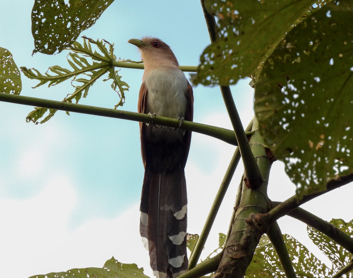 Common Squirrel-Cuckoo - ML645976289