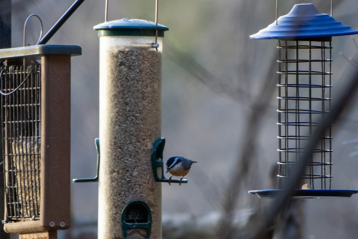 סיטה קנדית - ML645976293