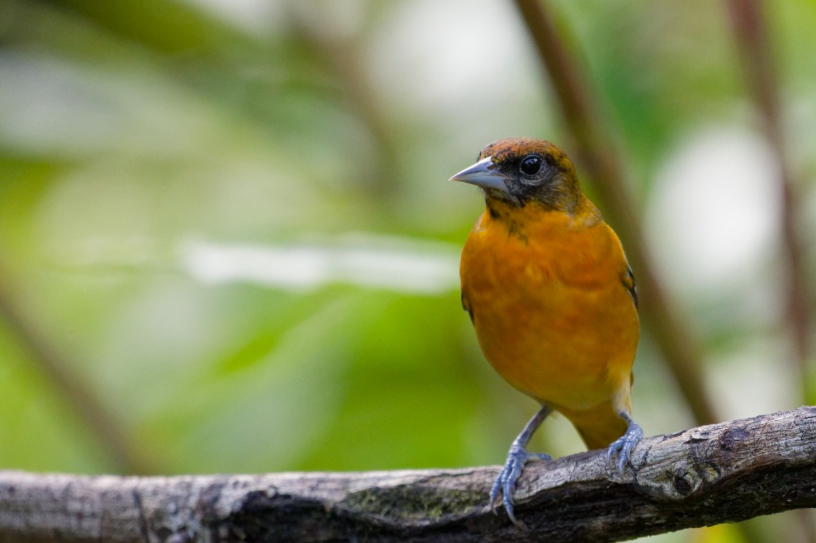 Балтиморский трупиал - ML645976295